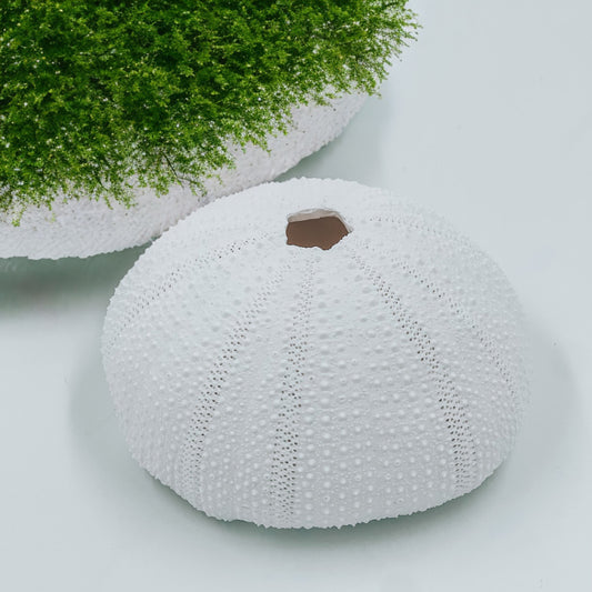 Resin Sea Urchin